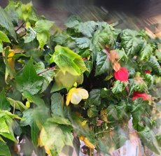 Abutilon mix