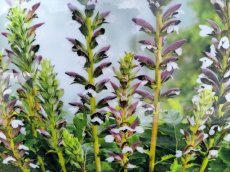 ACANTHUS MOLLIS 15 zaden