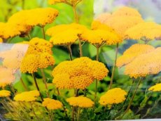 Achillea filipendulina cloth of gold 1 gram 6500 zaden