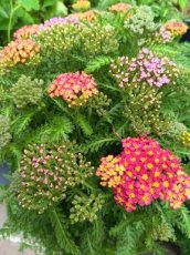 005 Achillea M. Colorado mix