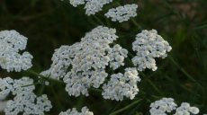 ACHILLEA MILLEFOLIUM PROA