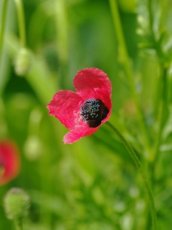 Adonis aestivalis, Zomeradonis 1 gram zaden