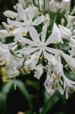 Agapanthus wit