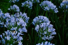 AGAPANTHUS AFRICANUS 'BIG BLUE' 30 zaden