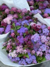 Ageratum houstonianum timeless mixture 0,5gram zaden