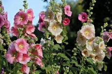 Alcea Rosea Ficifolia Mixed