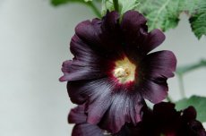 Alcea rosea 'Nigra' 1 gram 135 zaden