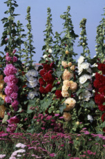 19000 Alcea rosea Chaters double mixed 1 gram