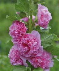 Alcea rosea chater’s rose 0,5 gr  55 zaden
