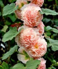 026A Alcea rosea Salmon  Pink 0,8gr Stokroos zalmkleurig