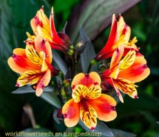 035 ALSTROEMERIA  AURANTIACA  15 zaden ALSTROEMERIA AURANTIACA 5 zaden