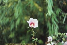 035 B Althaea Officinalis Heemst