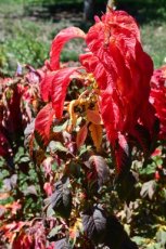 Amaranthus bicolor  Molton Fire 1 gram zaden