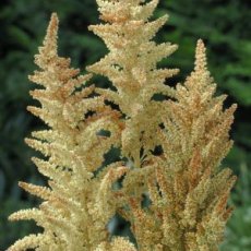 Amaranthus Herfst kleuren