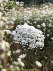 AMMI MAJUS 0,75gr  1000 zaden