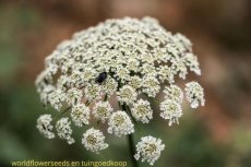 Ammi visnaga 1 gram 1300 zaden