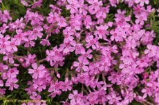 Aubrieta roze tapijt
