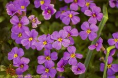 Aubrieta violet 800 zaden