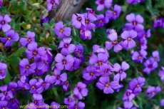 Aubrieta blauw