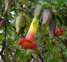 074 Brugmansia Red Angels Trumpet 15 zaden