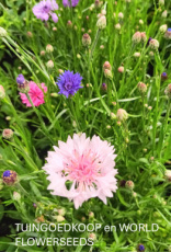 korenbloem dwerg mix