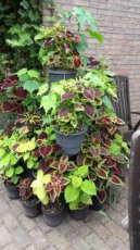 098 Coleus  700 zaden Siernetel