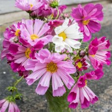 cosmea sea shells mix