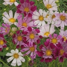 cosmea sea shells mix