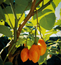 tomaten boom