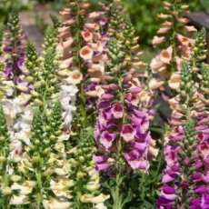 Vingerhoedskruid dwerg mix