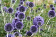 kogeldistel