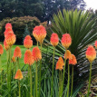 172 Kniphofia uvaria 600 zaden fakkellelie vuurpijl