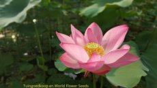 Heilig Lotus 20 zaden