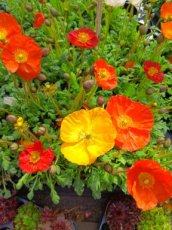 ijslandse papaver