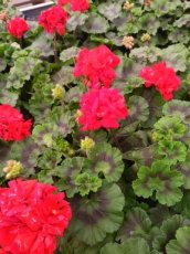 Rode Geranium