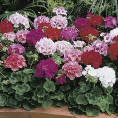 Geranium mix zaden 15 stuks