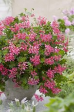 roze Hanggeranium