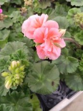 Zalm Kleurige Geranium