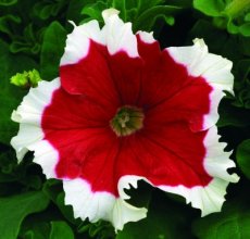 Petunia rood met wit