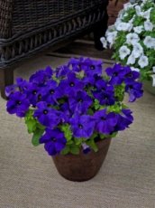petunia egaal blauw