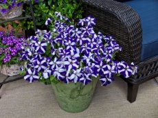 Petunia blauwe ster