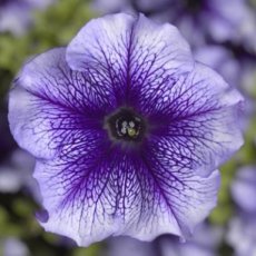 213 E Petunia Gran. Blue veined Petunia blauw met witte stippen