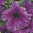 213 G Petunia Gran. Violet Violet geaderde petunia