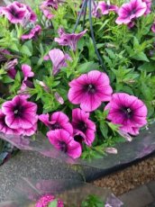 Violet geaderde petunia