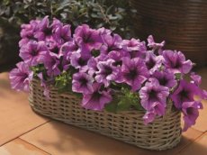 213 G Petunia Gran. Violet Violet geaderde petunia