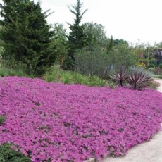 213 H Petunia Wave Lavender