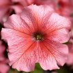 213 I Petunia Salmon petunia zalmkleurig