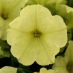 213 J Petunia Lime Green Petunia lemon