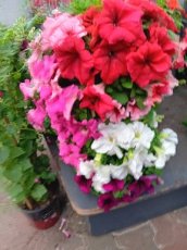 213 Petunia Pendula 1600 zaden hang petunia
