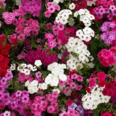 214 A Phlox Nana Compacta  1 gr vlamboem   600 stuks